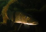 Hecht hecht-2_2025-09-19.jpg