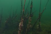 dichter Muschelbewuchs muschelwald.jpg