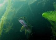 der im Trüben fischt. hecht-4.jpg