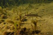 Auch er auf Pirsch im Waller-Valley - hecht-5-1.jpg