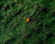 Sack- oder Wassermilbe? milbe.jpg