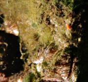 M&M milbemuschel.jpg