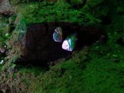 Zebra- oder Dreikantmuschel muschel.jpg