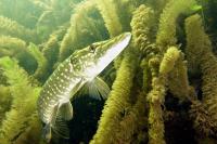 Toller Hecht, aber mit kapitalem Fischegel (f/5.0 - 1/80 - ISO 320 - Zoom: 8.8 mm) 01_hecht-mit-egel.jpg