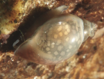 Spitze Blasenschnecke? 26-04-30_SpitzeBlasenschnecke.png