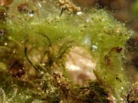 Algen, Polyp und ?? (f/5.6 - 1/20 - ISO 250 - Zoom: 20.1 mm) 08_algen.jpg