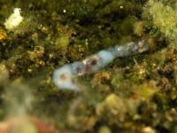 Was ist das? durchsichtige, gallertartige Hülle mit "Innereien" - Kokon oder Kacke? ca. 6 cm (f/5.6 - 1/40 - ISO 250 - Zoom: 20.1 mm) 13_ei.jpg