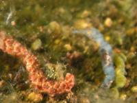 im Duett, aber was ist das zweite? Birke? (f/5.6 - 1/40 - ISO 250 - Zoom: 20.1 mm) 14_was.jpg
