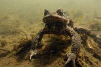 Was guckst du? (f/8.0 - 1/125 - ISO 320 - Zoom: 8.8 mm) 01_frosch.jpg