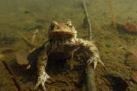 schau mir in die Augen Kleines (f/10.0 - 1/100 - ISO 320 - Zoom: 8.8 mm) 04_frosch.jpg