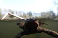 perfekter frog-kick (f/4.0 - 1/320 - ISO 320 - Zoom: 8.8 mm) 07_frosch.jpg