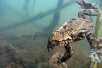 Ninja-Turtle in Aktion (f/4.0 - 1/100 - ISO 320 - Zoom: 8.8 mm) 09_frosch.jpg