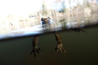 Luft muss auch sein (f/4.0 - 1/160 - ISO 320 - Zoom: 8.8 mm) 12_frosch.jpg