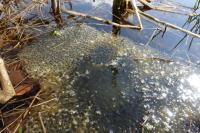 Laich vom Teichfrosch, klumpig an der Wasseroberfläche (f/4.0 - 1/800 - ISO 320 - Zoom: 8.8 mm) 18_froschlaich.jpg