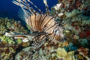 Indischer Rotfeuerfisch (Lionfish) lionfish-2.jpg