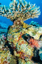 Pazifischer Rotfeuerfisch (Lionfish) lionsfish.jpg