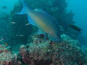 Papageienfisch (Indian Steepheaded Parrot-Fish) parrotfish-indian-steepheaded.jpg