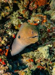 Riesenmoräne riesenmorane.jpg