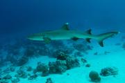 Wießspitzen Riffhai shark-whitetippedreef-5.jpg
