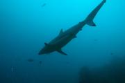 Schwarzspitzen Hochseehai shark_blacktipped.jpg