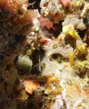 Weißband-Putzergarnele shrimp-bendedcleaner.jpg