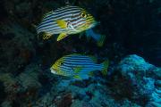 Orientalische Süßlippe (oriental sweetlips) sweetlips-oriental.jpg